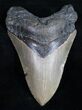 Megalodon Tooth From North Carolina #10446-1